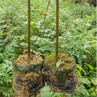 榉树袋苗 榉树苗 高度70厘米榉树容器苗