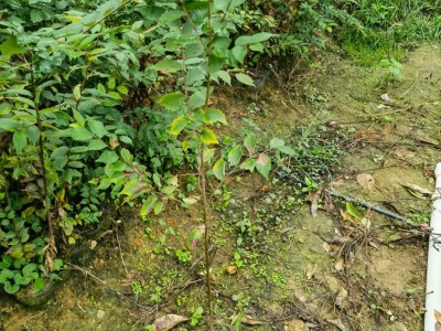 榉树袋苗 榉树苗 高度70厘米榉树容器苗图4