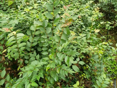 榉树袋苗 榉树苗 高度70厘米榉树容器苗图3