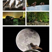 津小型工艺 不锈钢镜面鸽子雕塑 景观鸟定制