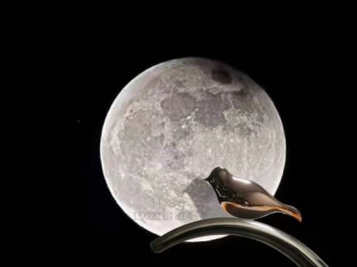 津小型工艺 不锈钢镜面鸽子雕塑 景观鸟定制图2