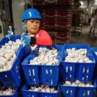 亳州新西兰正规出国劳务普工农场牧场帮厨工作签证