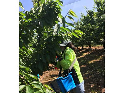 益阳出国劳务新西兰诚聘代理高薪回报月薪2.8-3.6万图2