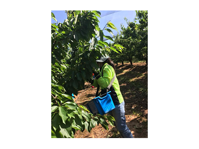 丽江出国到澳大利亚劳务男女不限55周岁以内零费用急招图3