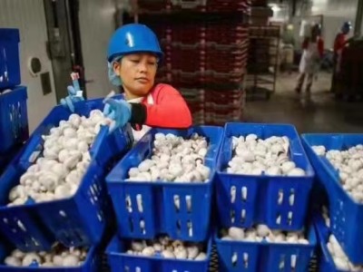 莱芜出国去澳大利亚打工正规工签工厂月薪2.8-3.6万图2