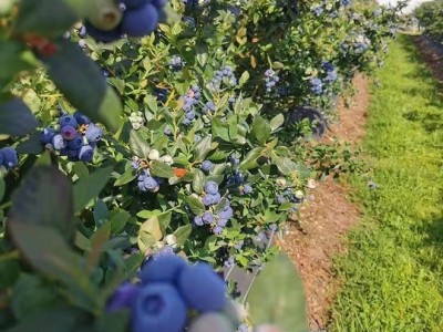 焦作韩国出国劳务费用招奶粉厂包装工月薪3万起急招