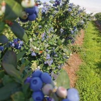 焦作韩国出国劳务费用招奶粉厂包装工月薪3万起急招