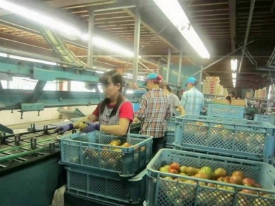 三亚爱尔兰出国劳务正规工签工厂零费用急招