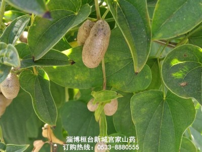 淄博宫家细毛山药桓台地方特产图2