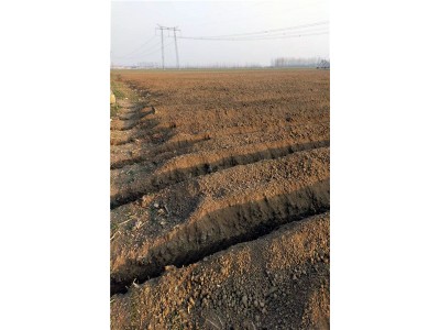 桓台宫家细毛山药淄博原产地批发图2