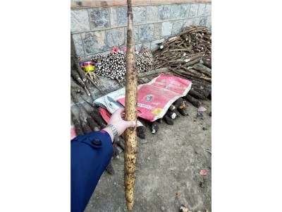 淄博桓台宫家山药源产地零售批发图3