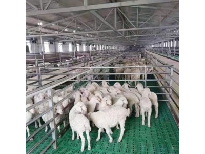 厂家批发 羊用塑料漏粪板 养羊用底板 养羊设备100乘50图3