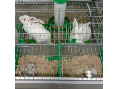 兔子养殖笼具 大型欧式兔笼 单层12位繁育一体子母笼图2