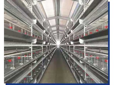 全自动捡蛋机蛋鸡笼养殖设备远卓农牧