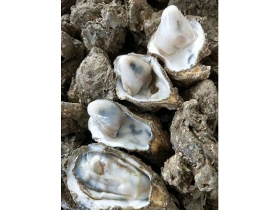 北海湛江生蚝批发 上海江阳水产批发市场批发生蚝 勤旺蚝场图1