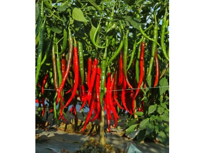 川椒种业|辣椒种子|川椒19号