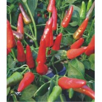 川椒种业|辣椒种子|川椒112