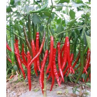 川椒种业|辣椒种子|干椒5号