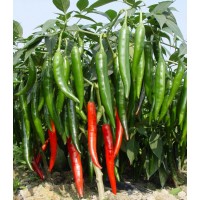 川椒种业|辣椒种子|丘北贡椒