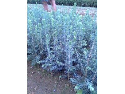 美国蓝杉树苗、克罗拉多美国蓝杉树苗品种纯正图1