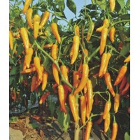 川椒种业|辣椒种子|川椒465