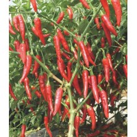 川椒种业|辣椒种子|川椒474