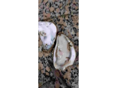 绵阳生蚝批发市场 防城港生蚝多少钱一斤 南宁市威绍生蚝批发部图1