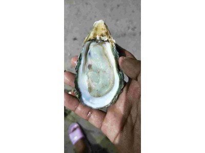 生蚝哪里有批发网 台山生蚝批发一手货源 昆明水产批发市场生蚝图1