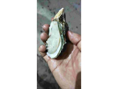 崇左生蚝批发 重庆生蚝批发价格 广州黄沙水产市场生蚝批发市场图1