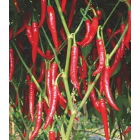 川椒种业|辣椒种子|朝地椒2号