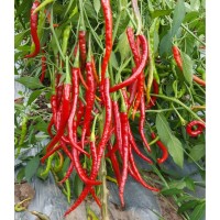 川椒种业|辣椒种子|丘北贡椒