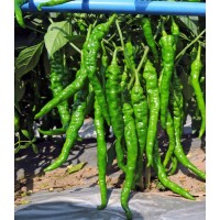 川椒种业|辣椒种子|皱香辣