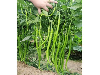 川椒种业|辣椒种子|川椒16号