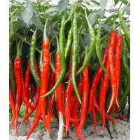 川椒种业|辣椒种子|干辣3号