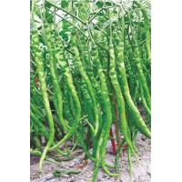 川椒种业|辣椒种子|川椒红120