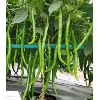 川椒种业|辣椒种子|顺直62