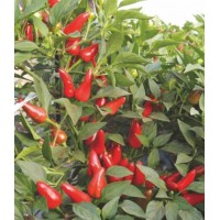 川椒种业|辣椒种子|川椒187