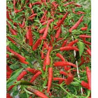 川椒种业|辣椒种子|川椒221