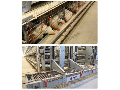 蛋鸡笼 小鸡养殖育雏笼 层叠式育雏育成笼养设备 远卓农牧图4