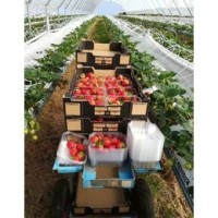 出国劳务可靠吗，重庆出国劳务合法正规工作签证有保障