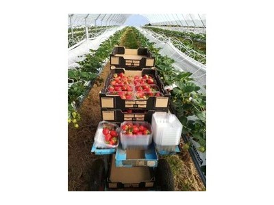 新西兰出国劳务费用,兰州出国劳务新西兰普工农场养殖年薪42万