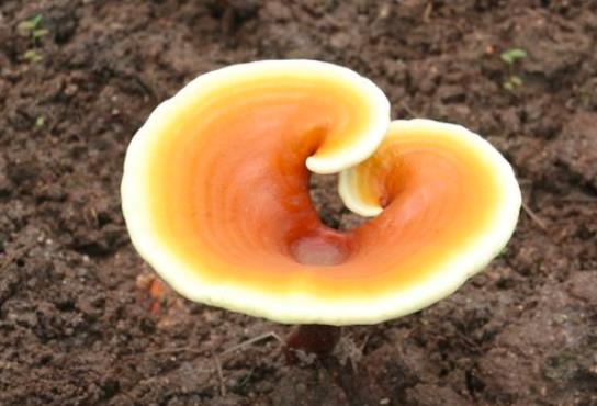 仙芝楼有机灵芝怎么样 作用如何