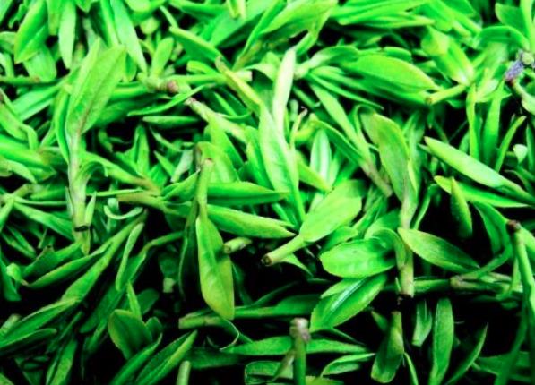 一棵茶树的茶叶是白茶吗 一棵茶树加盟发展前景如何？