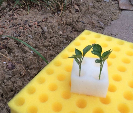 带大家了解一下种植棉