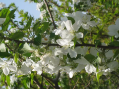 春季果树怕被侵害？别急，看看这个