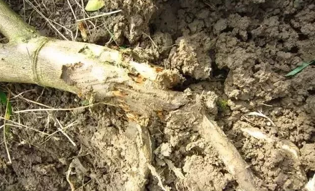 春季果树怕被侵害？别急，看看这个