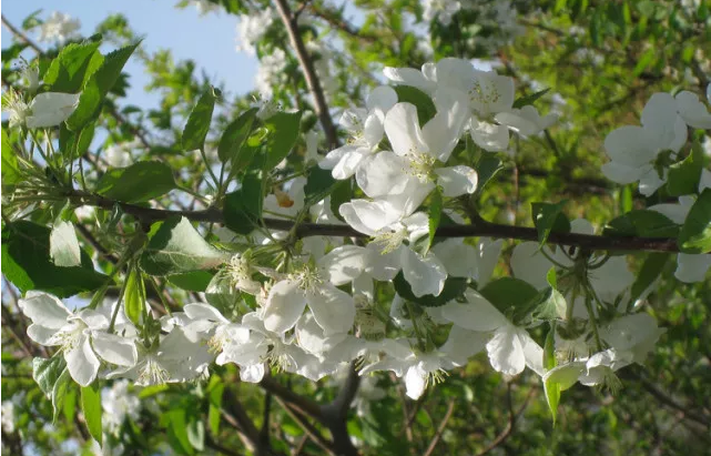 春季果树怕被侵害？别急，看看这个