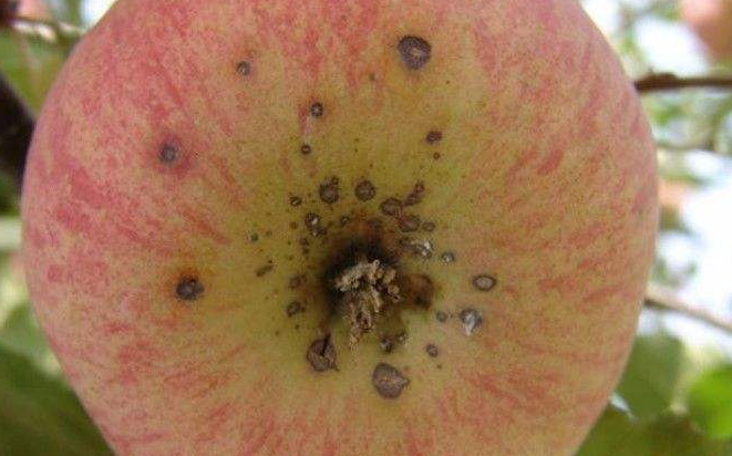 苹果病害怎么办？苹果病害防治方法