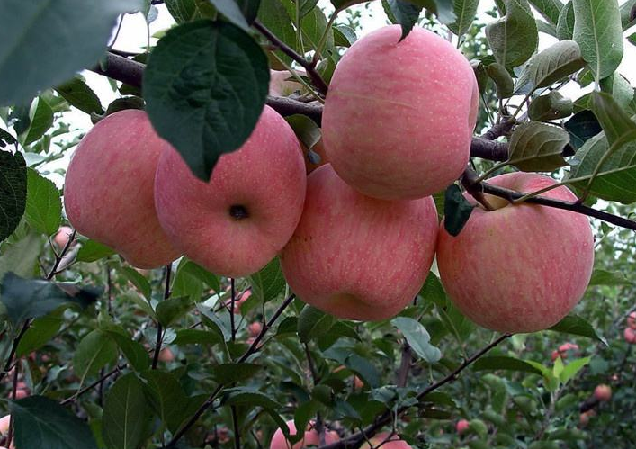 如何正确刮除果树老翘皮？念好“五”改字