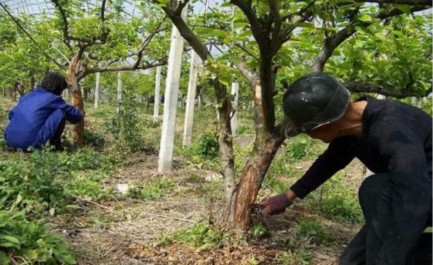 如何正确刮除果树老翘皮？念好“五”改字